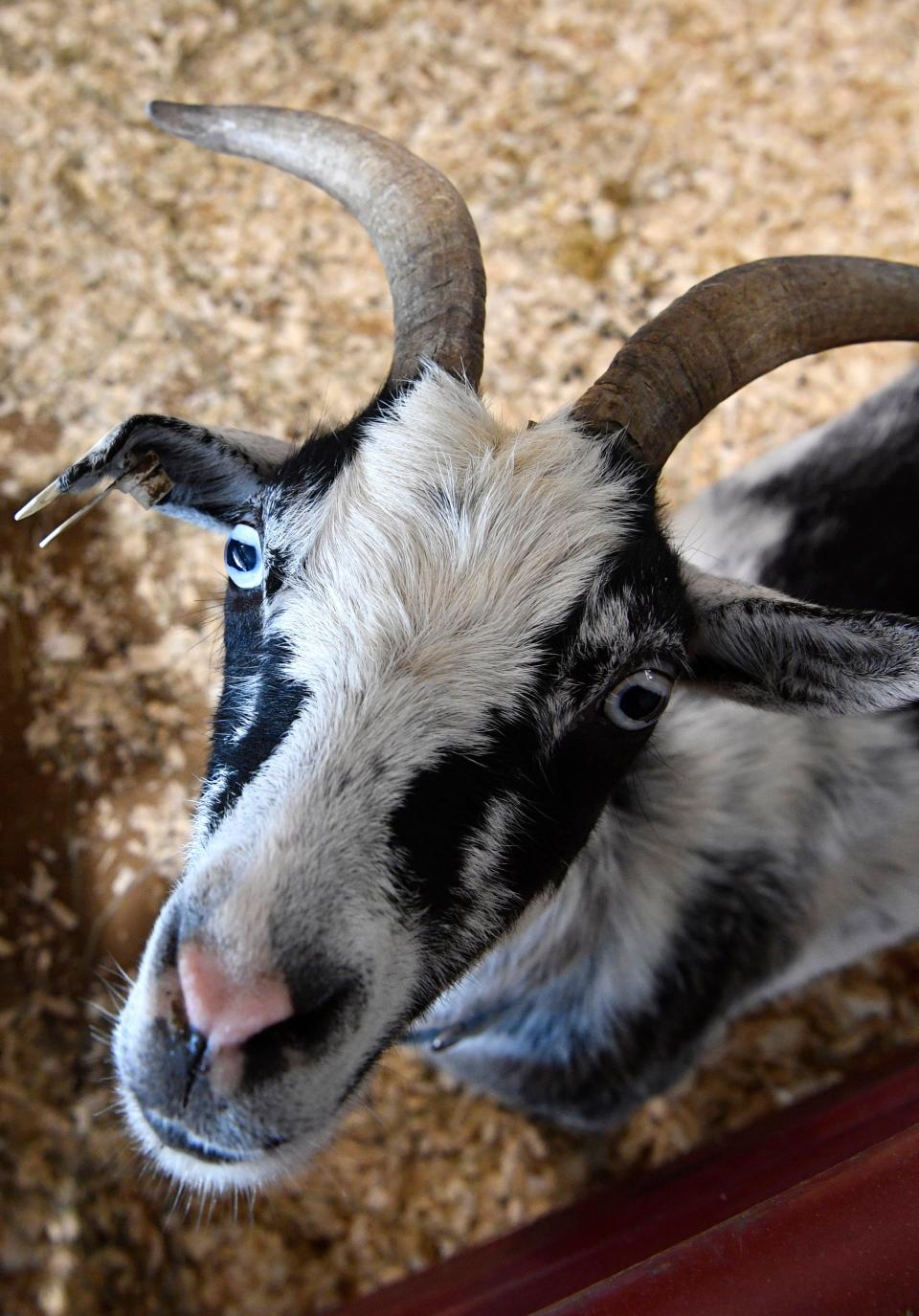 A goat that was part of the 2020 birthing barn as part of the  Wilson County Fair that wasn't held in its entirety because of COVID-19.