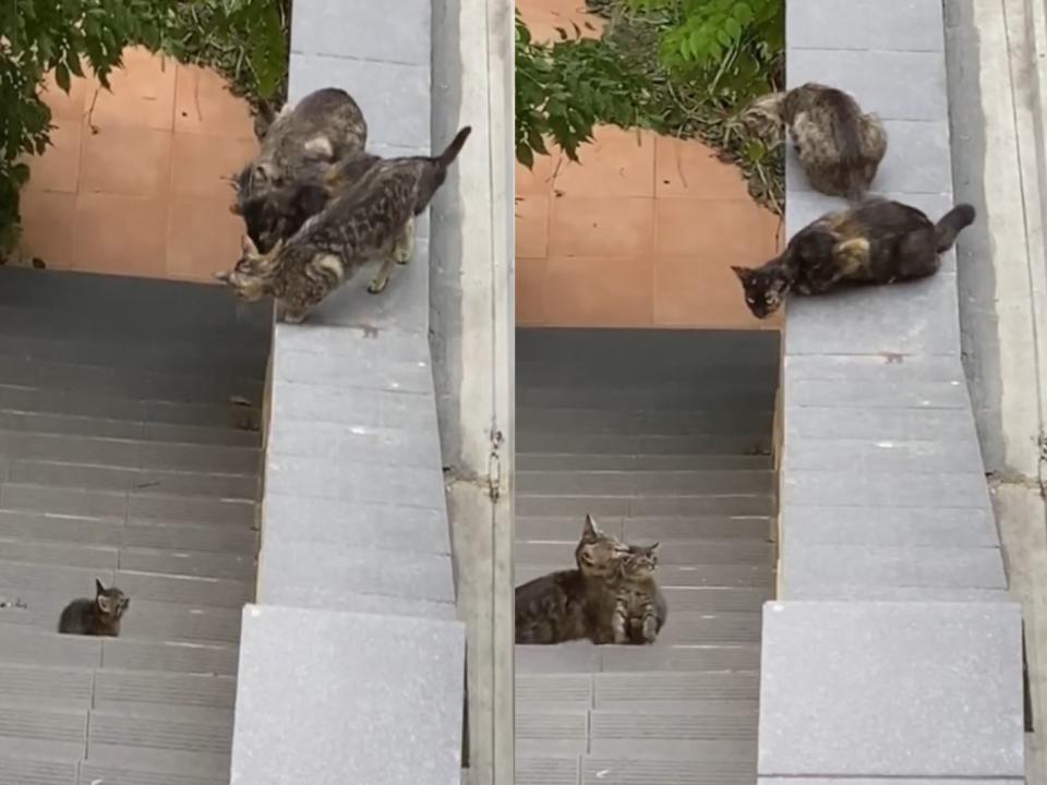 <p>一隻小貓因為跳不上屋簷著急著看著家人（圖／翻攝自FB@Lucio Botteri）</p>
