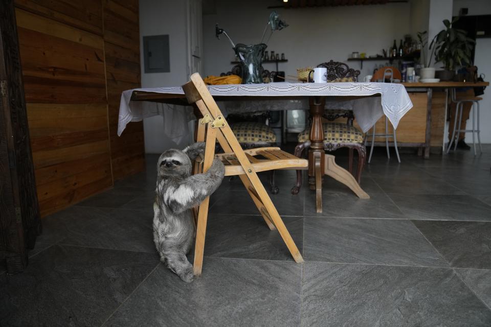 Chuwie, who was injured by high voltage wiring, holds on to a chair in the home of Juan and Haydee Rodriguez, who have transformed their home into a sloth rescue and rehabilitation center in San Antonio, on the outskirt of Caracas, Venezuela, on March 12, 2022. (AP Photo/Ariana Cubillos)