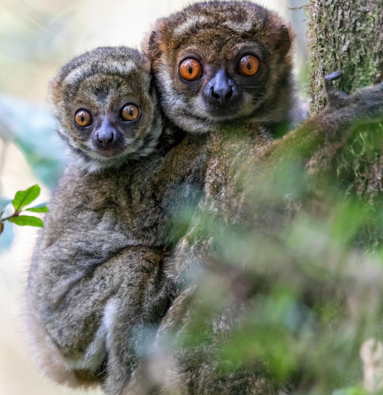 https://www.gettyimages.co.uk/detail/photo/avahi-peyrieras-woolly-lemur-avahi-peyrierasi-royalty-free-image/1454340030?phrase=baby+animals+in+the+wild&adppopup=true
