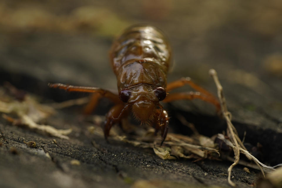 A cicada nymph crawls Sunday, May 2, 2021, in Frederick, Md. The cicadas of Brood X, trillions of red-eyed bugs singing loud sci-fi sounding songs, can seem downright creepy. Especially since they come out from underground only ever 17 years. (AP Photo/Carolyn Kaster)