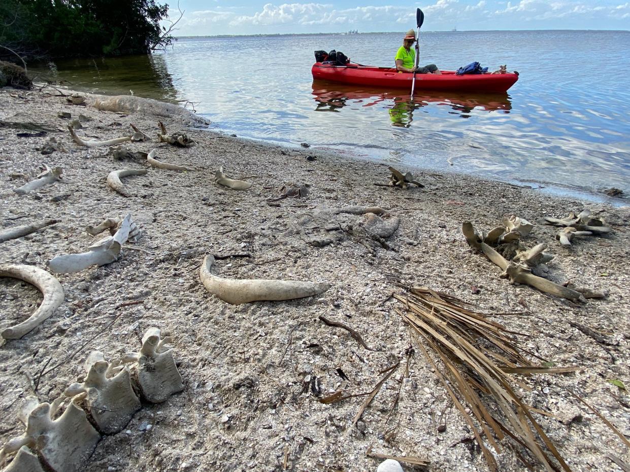 Manatee bones litter the beach of an island about a half mile from Manatee Cove Park on the Indian River Lagoon in 2021. Officials were so overwhelmed by the number of dead manatees because of starvation they towed their corpses to remote islands to decompose.