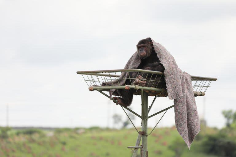 Miguel, uno de los chimpancés más cercanos a Cecilia en el Santuario de Grandes Primates