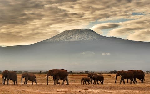 Kilimanjaro - Credit: AFP or licensors/CARL DE SOUZA