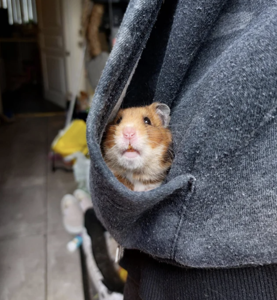 There's a hamster in someone's pocket