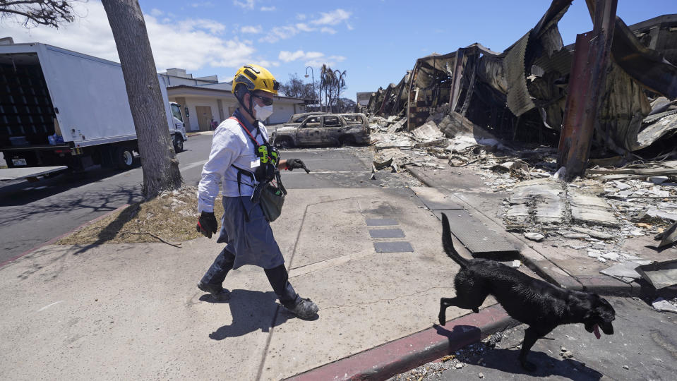 A member of the search and rescue team walks with her cadaver dog near Front Street on Saturday, Aug. 12, 2023, in Lahaina, Hawaii, following heavy damage caused by wildfires. (AP Photo/Rick Bowmer)