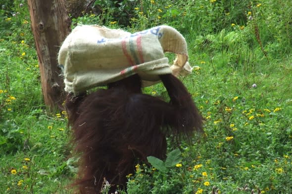 Orangutan at Paignton Zoo makes onesie out of coffee sack