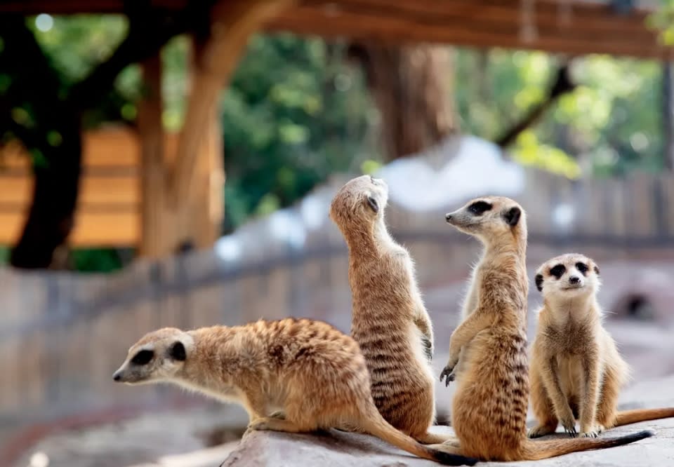 深圳好去處｜親子必去世界之窗動物園！一大一小人均$46起 暢遊5大互動區、近距離親親近50種小動物