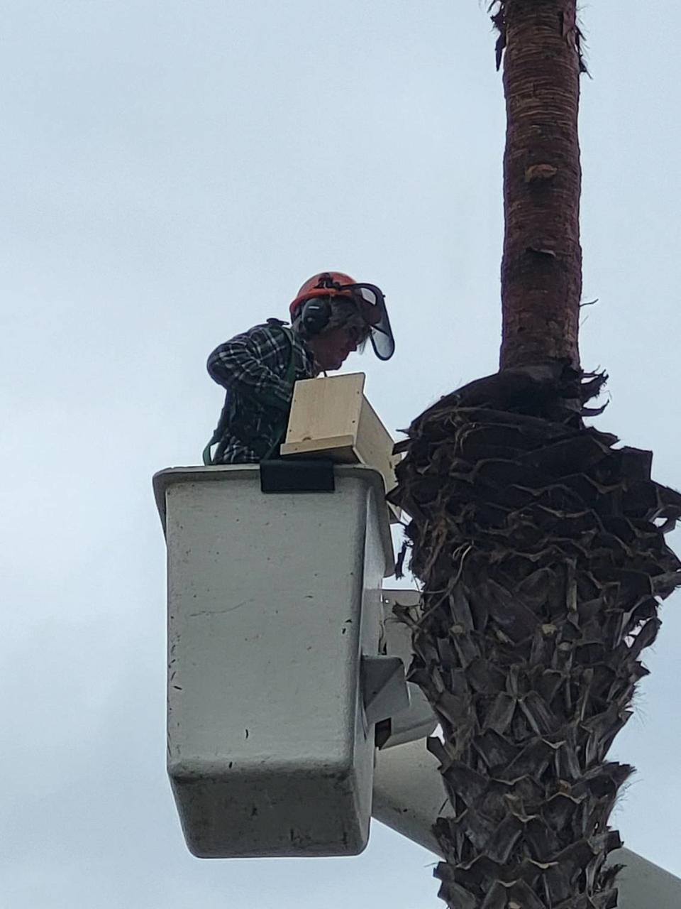 Sean Ellis from Coastal Tree Experts installs a bird house for a pair of kestrels on a palm tree in Morro Bay in March 2024.