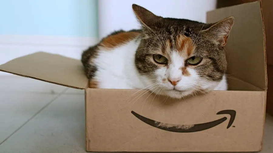 amazon-box-cat 圖/Daniel Aleksandersen on Ctrl.blog