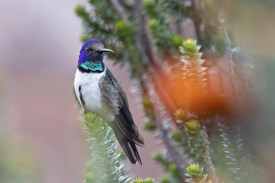 This 2018 photo provided by Paolo David Escobar shows a male Hillstar hummingbird perched on a Chuquiraga jussieui flower in Ecuador. A study released on Friday, July 17, 2020 finds that the species of hummingbirds can sing and hear frequencies beyond the range of other birds. The unusually high-pitched songs may help the birds woo above background noises in their windy, mountain environment. (Paolo David Escobar/Neoselva Photography via AP)