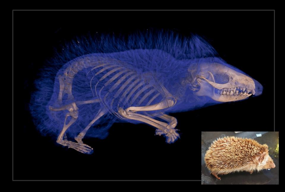 the bone structure of a hedgehog