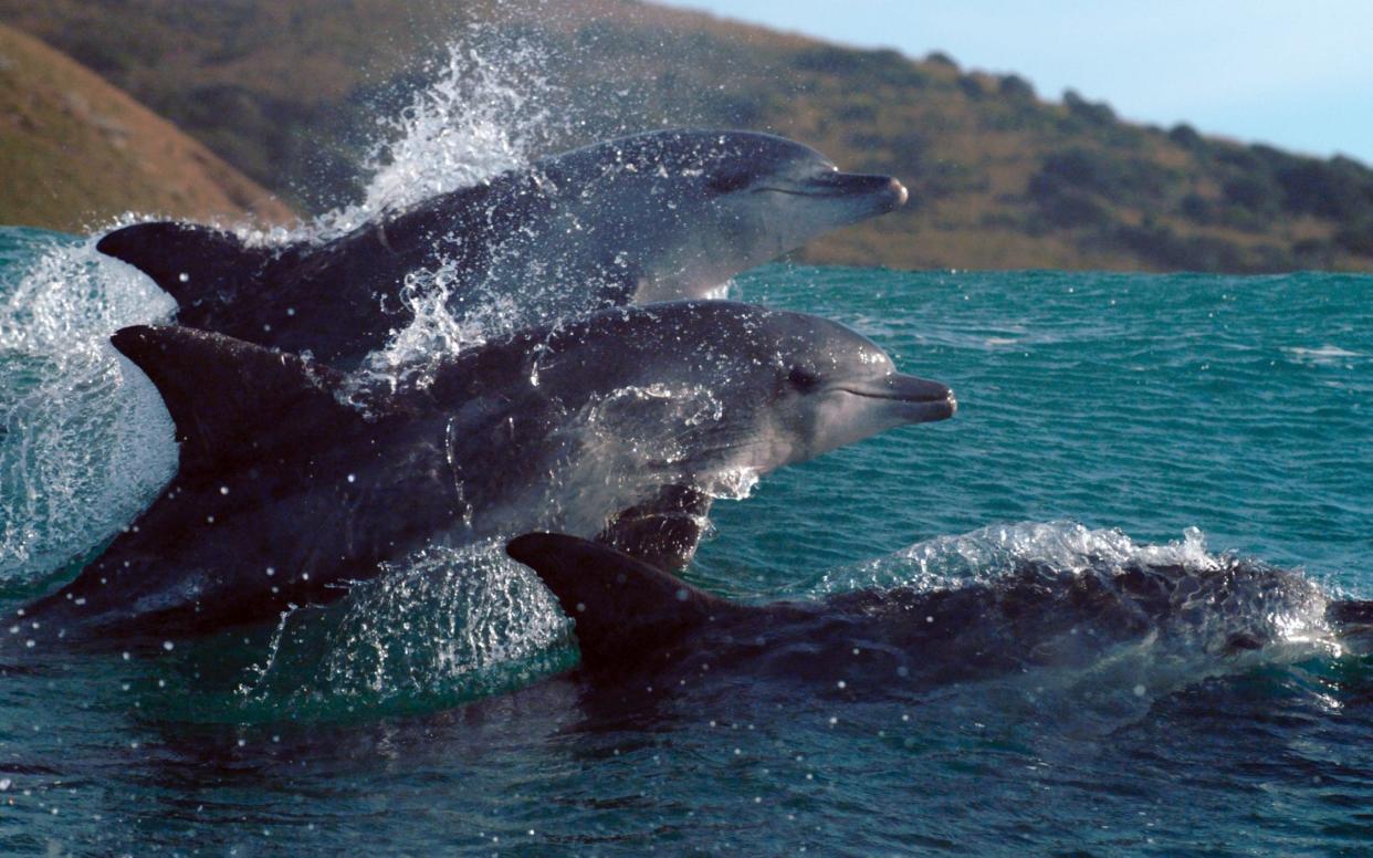 'Enough to swell any nature-lover’s heart': bottlenose dolphins - BBC