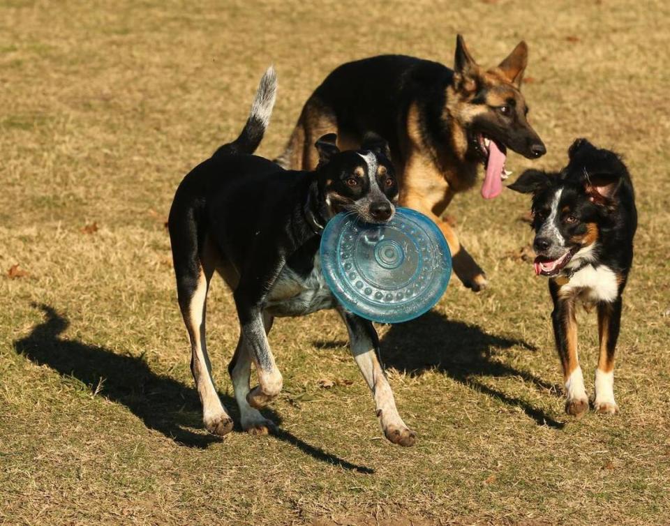 Bentley cuida su frisbee de los otros perros en un fin de semana reciente en el Fort Woof Dog Park.