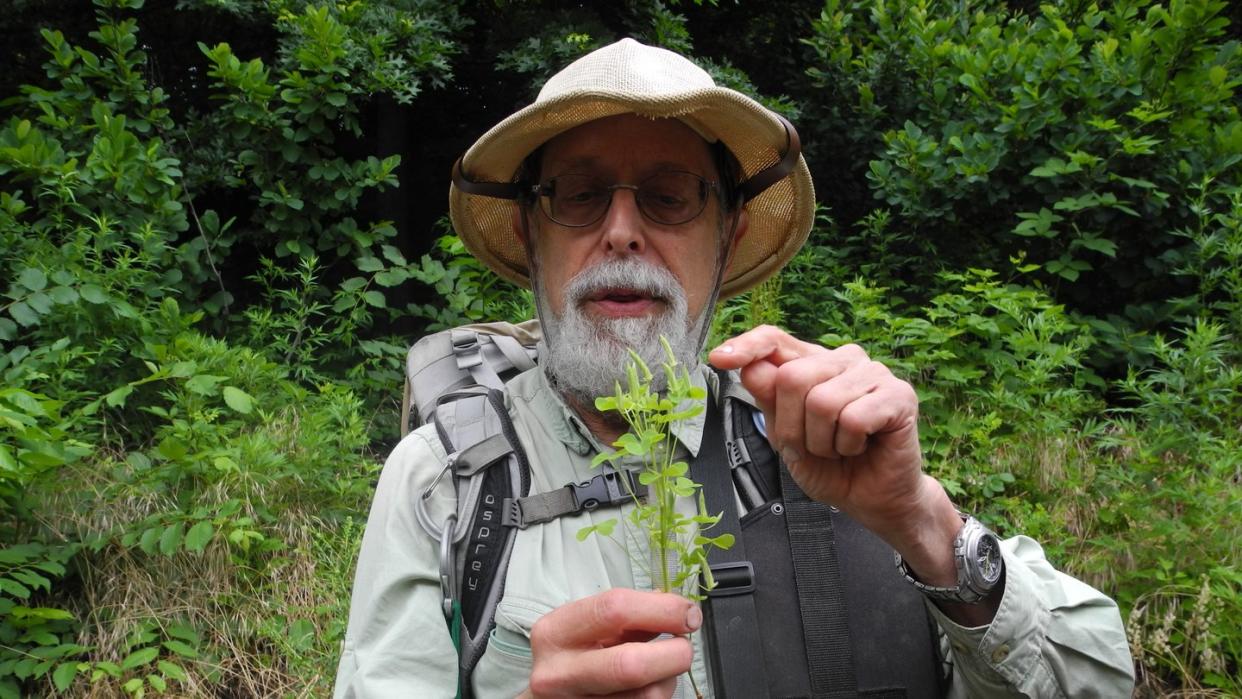 Steve Brill mit einem Strauch Sauerklee, den er im Central Park gefunden hat. Foto: Johannes Schmitt-Tegge