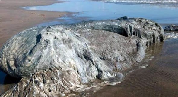 Mysterious 'sea monster' washes up on beach in Mexico