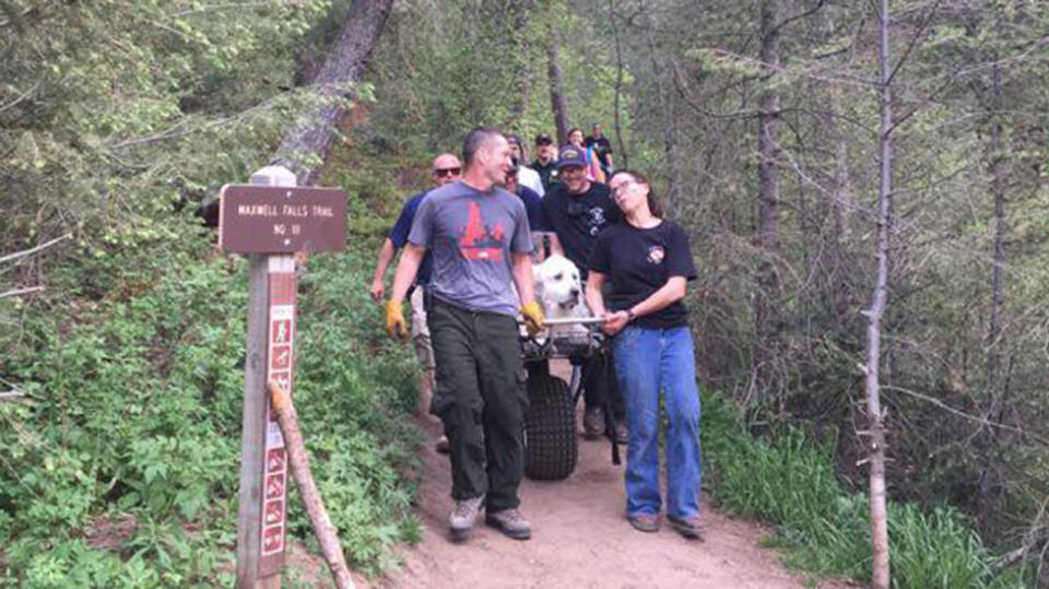 Rescue workers were called in to carry down the 55kg beast. Source: Facebook/Evergreen Fire Rescue