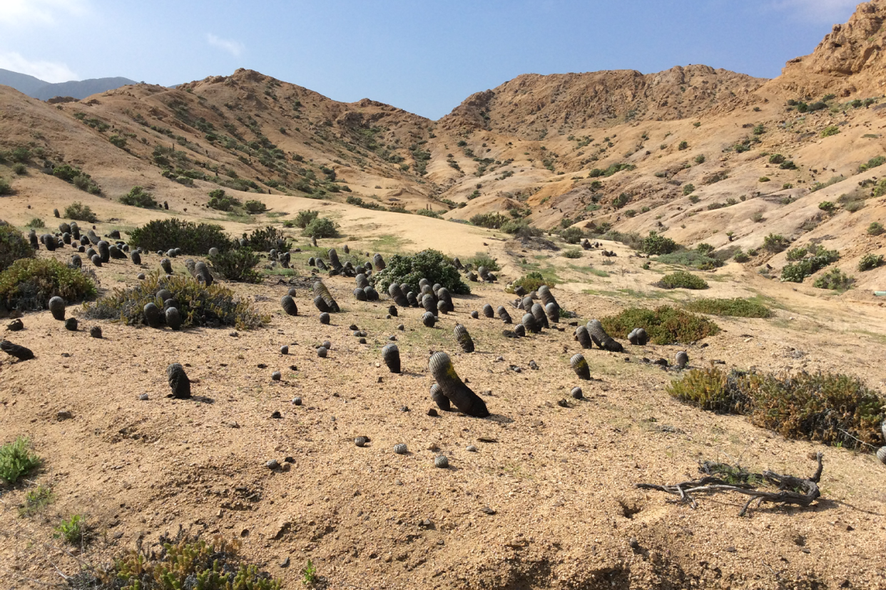 Copiapoa cacti growing across the Atacama coastal desert in Chile.