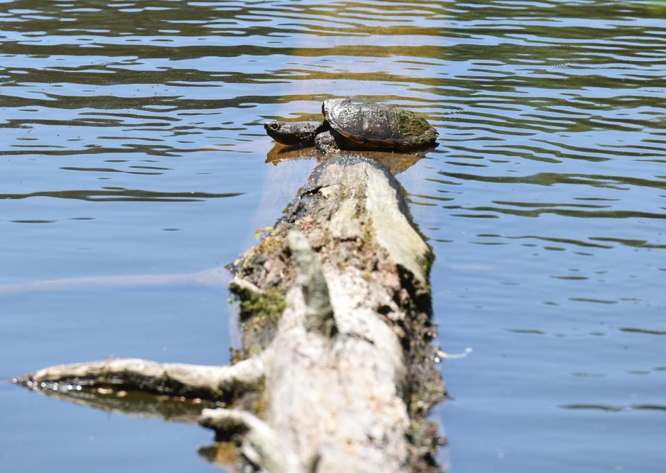A turtle rests on a log near the banks of Lake Placid at Paris Mountain State Park. 