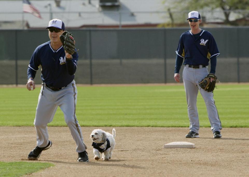 Hank, a stray dog that the Brewers recently found wandering their practice fields at Maryvale Baseball Park, helps instructor Bob Miscik field a ball during spring training on Friday, Feb. 21, 2014, in Phoenix. The team and staff have been taking care of Hank since he was found at the park on President's Day. Hank is named after Hank Aaron. (AP Photo/The Arizona Republic, Cheryl Evans) MARICOPA COUNTY OUT; MAGS OUT; NO SALES