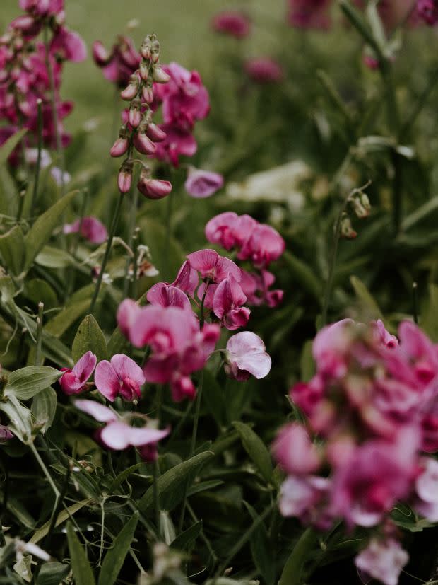 April birth flower: Sweet pea<p><a href="https://unsplash.com/photos/i2mQV36-DSU" rel="nofollow noopener" target="_blank" data-ylk="slk:Annie Spratt via UnSplash;elm:context_link;itc:0;sec:content-canvas" class="link ">Annie Spratt via UnSplash</a></p>