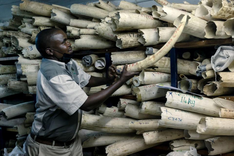 A member of staff of the Zimbabwe National Parks shows a piece of elephant ivory stored inside a strong room during a tour of the stockpile by EU envoys, in Harare, on 16 May 2022 (AFP via Getty Images)