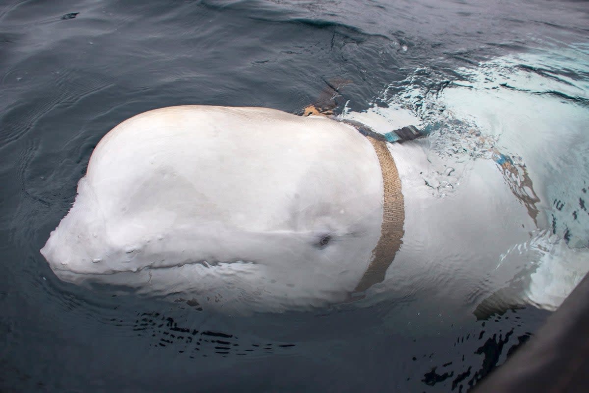 Hvaldimir was discovered by fishermen off the coast of northern Norway (NTB Scanpix/Norwegian Directorat)