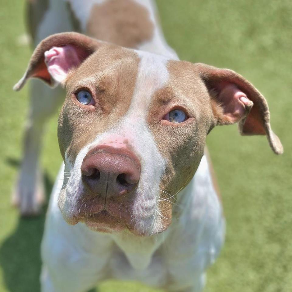 Rufus is a smart Great Dane Mix. At 55 pounds and 10 months old, he's still a playful puppy with lots of energy. He's learning his basic commands like sit and stay. His baby blue eyes and brown-and-white markings make him quite the looker. He's a big pup who enjoys cuddling and playing with other dogs.