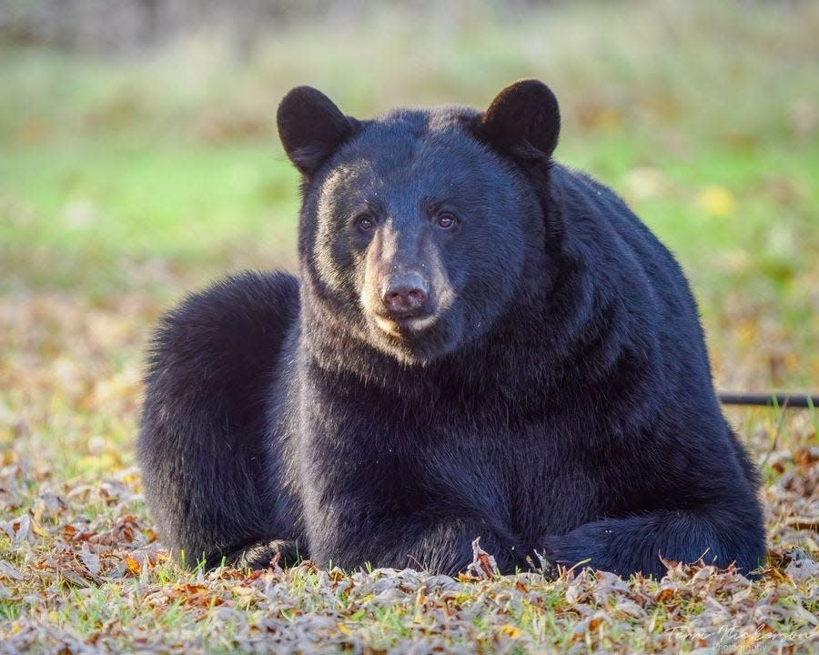 A black bear spotted in the residential town of Hanson, MA in 2023.