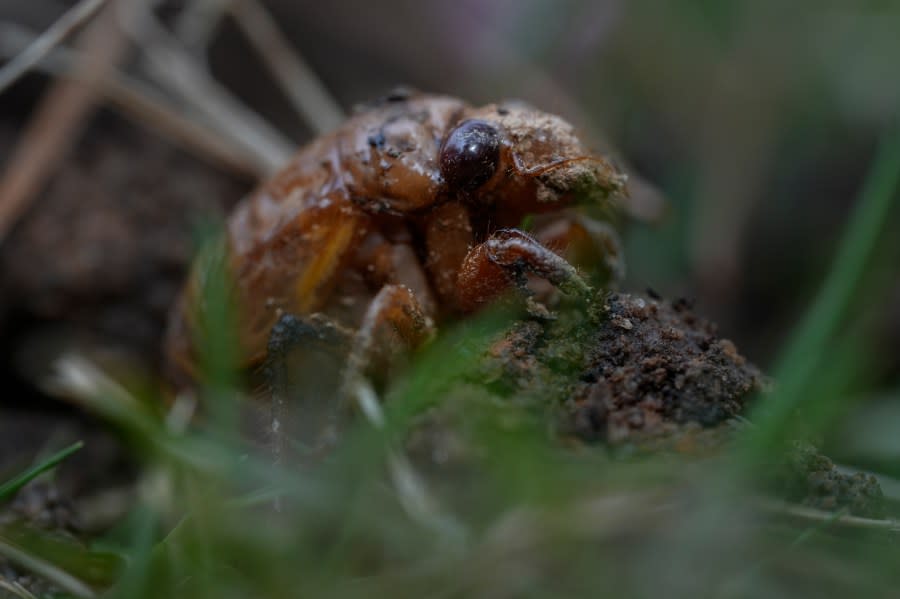 A periodical cicada nymph is seen in Macon, Ga., Wednesday, March 27, 2024. This periodical cicada nymph was found while digging holes for rosebushes. Trillions of cicadas are about to emerge in numbers not seen in decades and possibly centuries. (AP Photo/Carolyn Kaster)