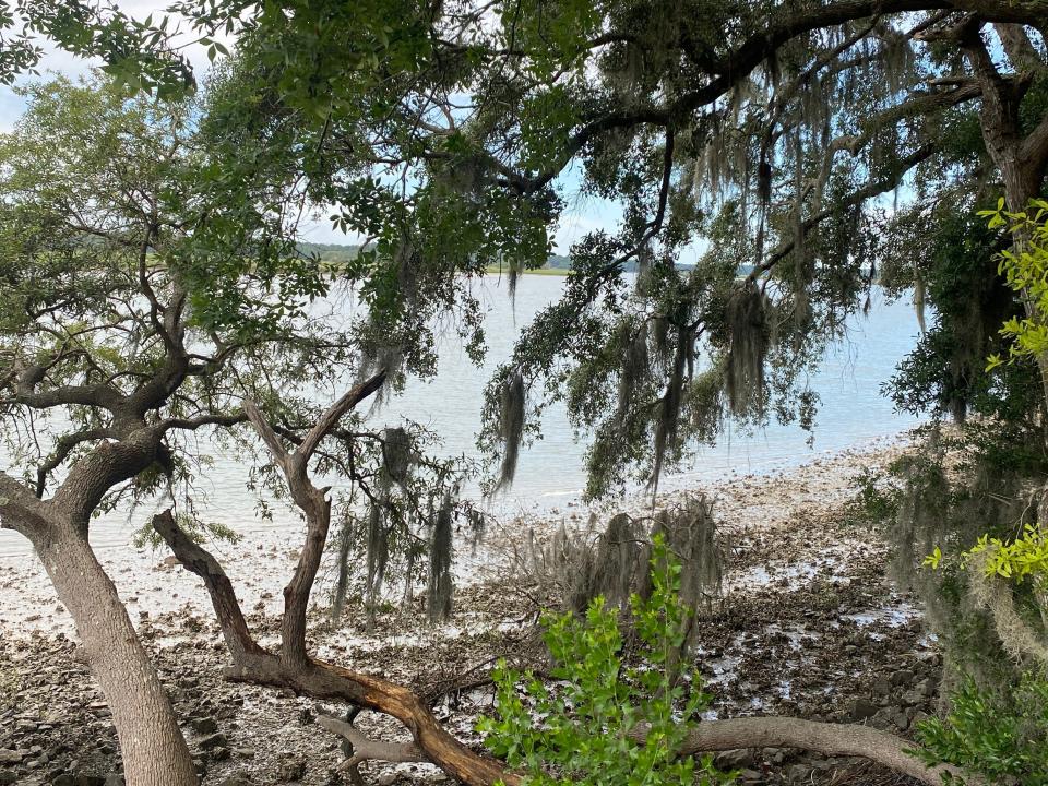 Marsh area with several trees with leaves hanging over water and other plants on the bank