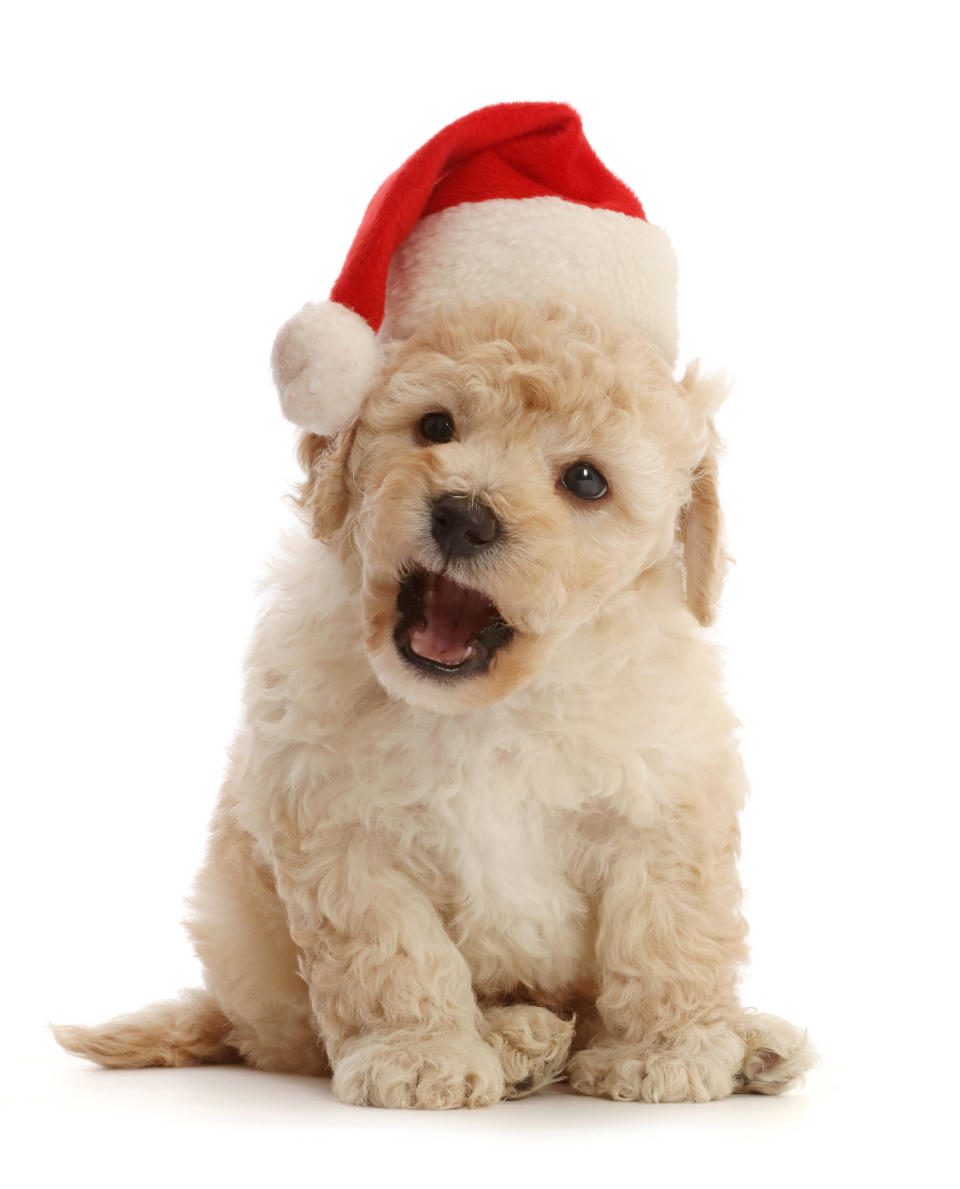 <p>Cavapoochon puppy, 6 weeks old (Photo: Warren Photographic/Caters News) </p>