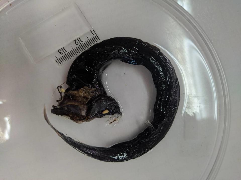 The horns-up dragonfish with its mouth wide open.