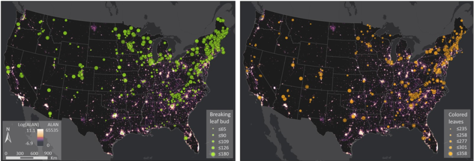 Images from the research published by Meng and Zhou et al. (2022, PNAS Nexus) shows how city lights influence the seasonal timing of new plant growth across the conterminous United States. Plants in darker regions of the country delay spring leaf budding (left image) and fall leaf coloration (right image) longer (larger circles) than plants near city centers.