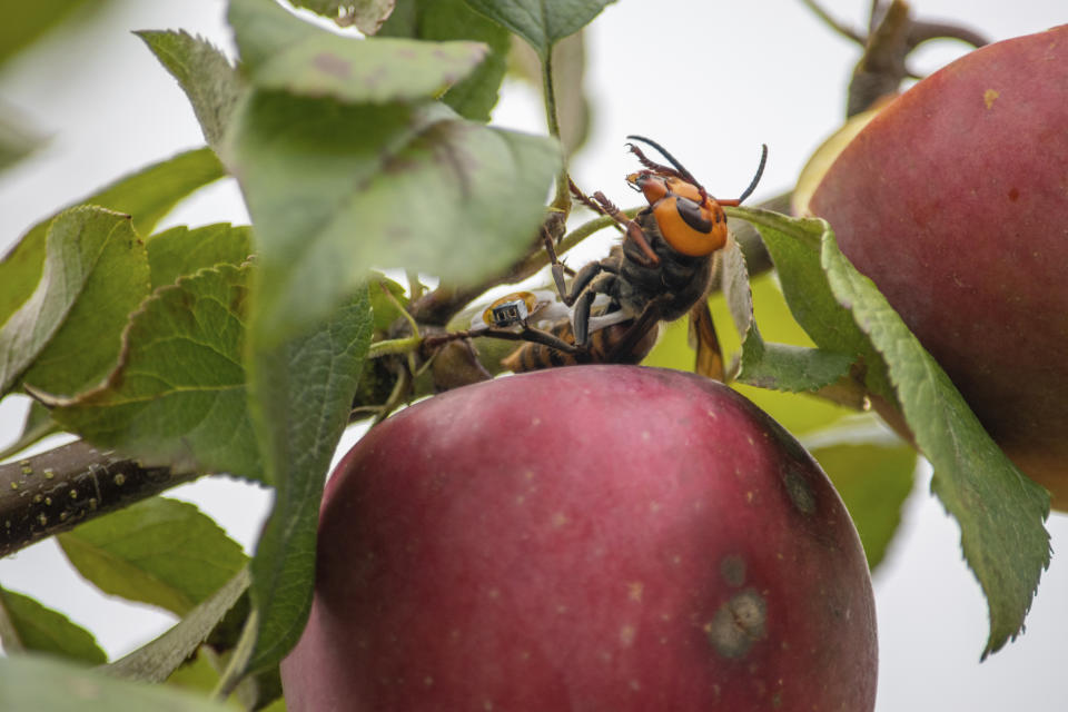 In this Oct. 7, 2020, photo provided by the Washington State Department of Agriculture, a live Asian giant hornet with a tracking device affixed to it sits on an apple in a tree where it was placed, near Blaine, Wash. Washington state officials say they were again unsuccessful at live-tracking an Asian giant hornet while trying to find and destroy a nest of the so-called murder hornets. The Washington State Department of Agriculture said Monday, Oct. 12, 2020, that an entomologist used dental floss to tie a tracking device on a female hornet, only to lose signs of her when she went into the forest. (Karla Salp/Washington State Department of Agriculture via AP)