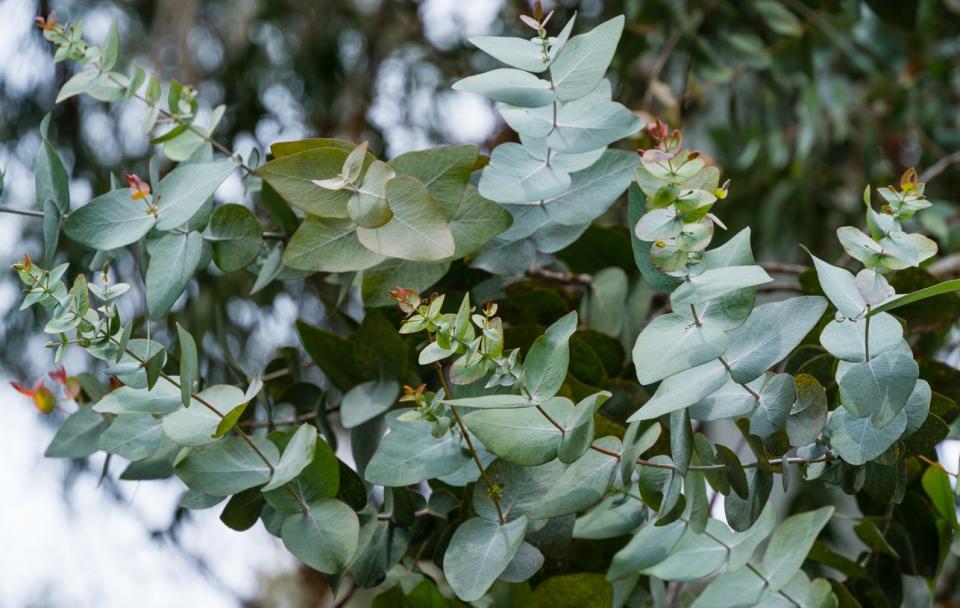Close up view of leaves on a eucalyptus plant.