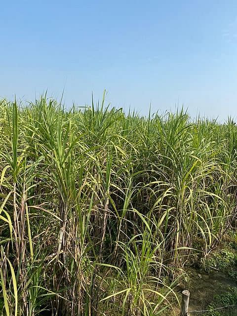 Sugarcane crops in Uttar Pradesh