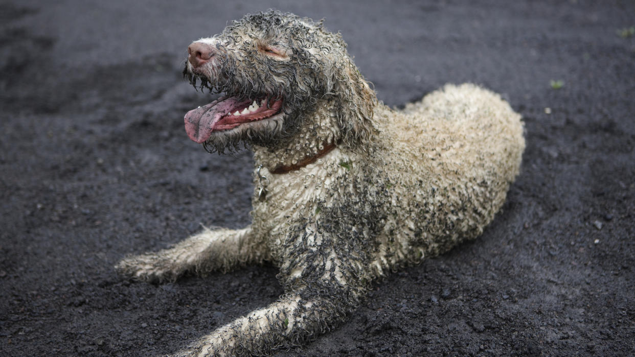 Portuguese water dog very muddy