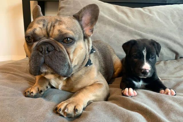 <p>Kelley Likes</p> Louis the French bulldog relaxing with a foster puppy