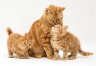 <p>Red tabby British shorthair mother cat and kittens. (Warren Photographic/Mercury Press) </p>
