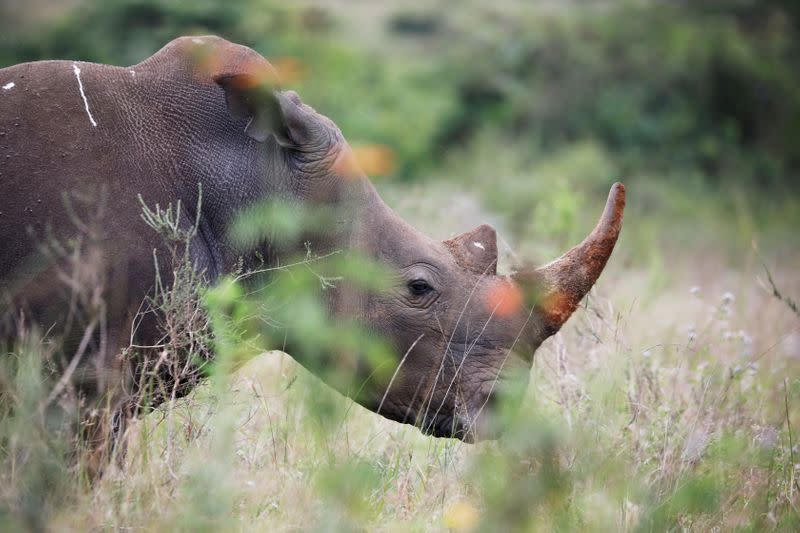 FILE PHOTO: A southern white rhino is seen inside Nairobi National Park