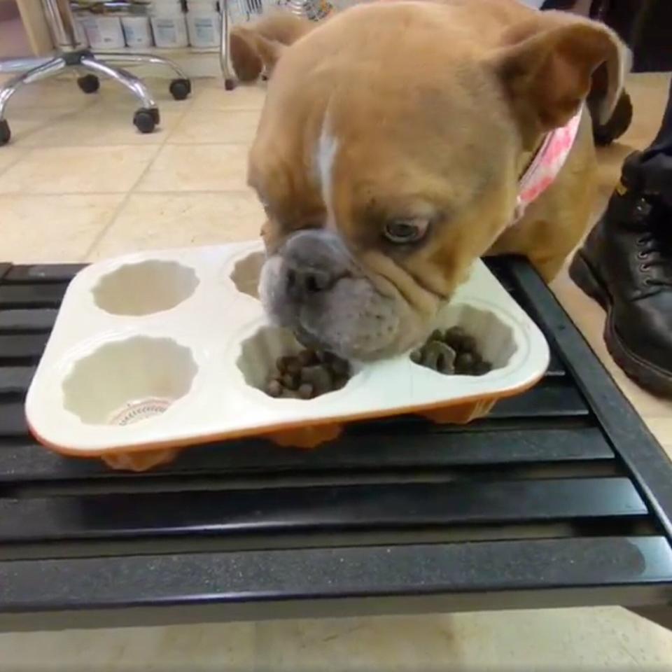 A bulldog eating out of an elevated dog food bowl to help with regurgitation issues.