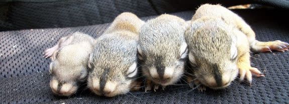 A boost of stress during pregnancy helps red squirrels ensure that their pups will grow fast.