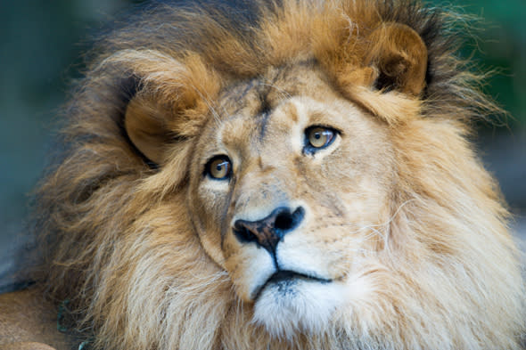 johnny the lion killed by lionesses after being saved from romanian zoo