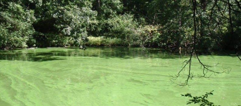 Blue-green algae can make a body of water look like pea soup, the Rhode Island Department of Environmental Management says.