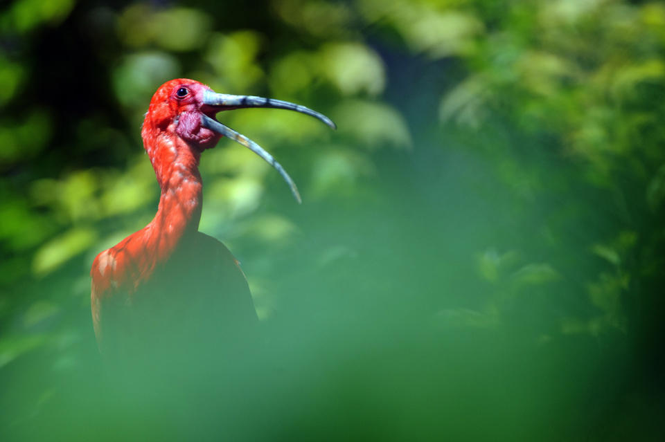 A scarlet ibis is pictured at the zoo of Mulhouse, France, on June 13, 2013.