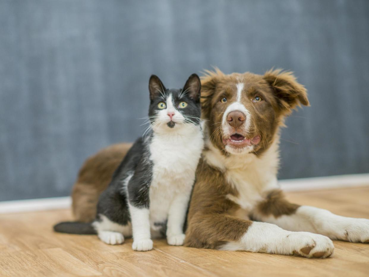 Cats and dogs may be susceptible to Covid-19, research suggests: Getty Images/iStockphoto