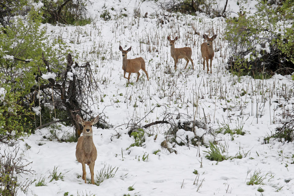 Deer roam the foothills of Ken Caryl Valley near Littleton, Colo., after a late spring storm blanketed the area with snow, seen Tuesday morning, May 21, 2019. Much of the West is experiencing weird weather. Colorado and Wyoming got an unusually late dump of snow this week. Meanwhile temperatures in Phoenix have dropped 15 degrees below normal. In California, growers are frustrated by an unusually wet spring that has delayed the planting of some crops like rice and damaged others including strawberries and wine grapes. (Adriana Wiersma via AP)