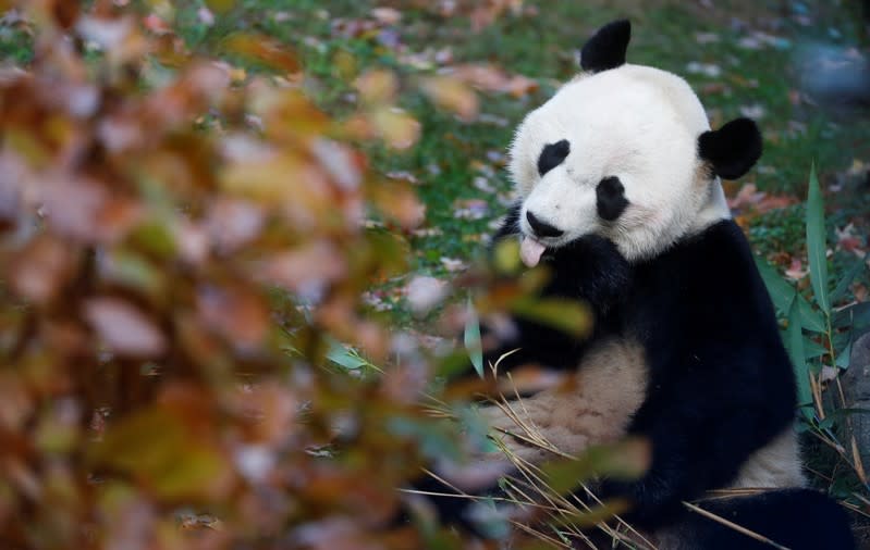 Bei Bei, the giant panda, is seen for the last time at the Smithsonian National Zoo, before his departure to China, in Washington