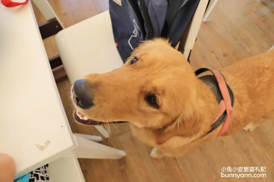 台中景點｜獵犬不打獵寵物餐廳